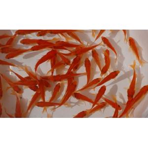 【送料無料】【生き餌】エサ用金魚　小赤（3〜5cm）300匹【生体】｜aquapet