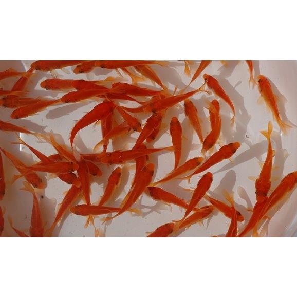 【送料無料】【生き餌】エサ用金魚　小赤（3〜5cm）300匹【生体】