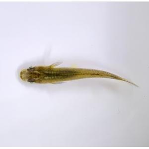 めだか　国産　黒メダカ　1匹　生体