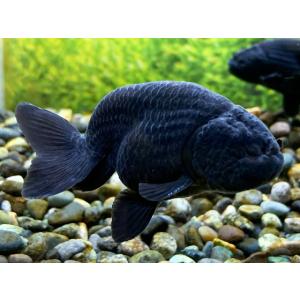 金魚 タイ産 黒らんちゅう Sm 1匹 生体 Sc 101 Kuroranchu S アクアペットサービス ヤフー店 通販 Yahoo ショッピング