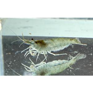 ミナミヌマエビ 1 15mm 10匹 Sc 101 Minaminuma10 アクアペットサービス ヤフー店 通販 Yahoo ショッピング