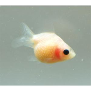 金魚 国産丹頂（高頭）SM 3匹 生体 : アクアペットサービス ヤフー店