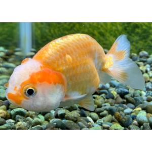 中国産　更紗ランチュウ　ML　2番目