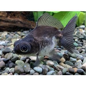 金魚 パンダ出目金（サイズ：約6〜7cm) 2020年2月22日入荷
