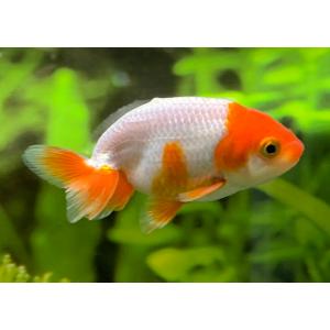 【金魚】深見養魚場　更紗らんちゅう　ＭL　3匹【生体】｜aquapet