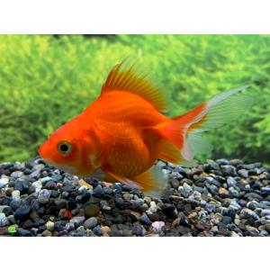 【金魚】国産　赤琉金　赤勝ちSM　1匹 　生体