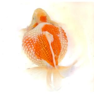 【金魚】【一点物】木村養魚場　ピンポンパール　親　2番【生体】｜aquapet