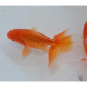 土佐錦魚（トサキン）  （約4〜5cm) [生体]｜aquapet