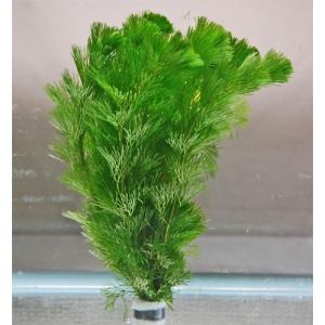 【水草】金魚草　カモンバ　鉛巻き　1束（約10本）【生体】｜aquapet