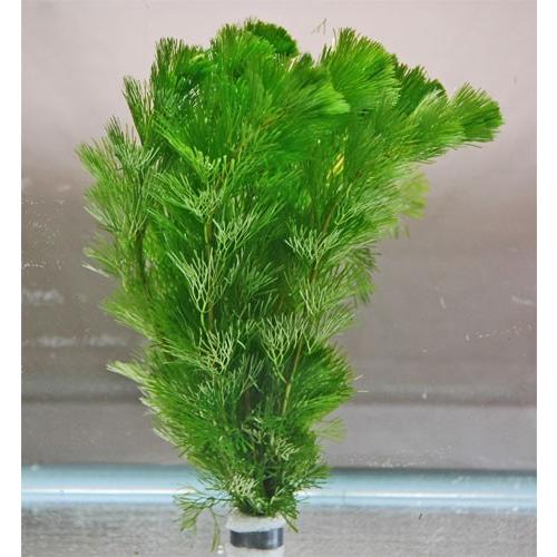 金魚草　カモンバ　鉛巻き　1束（約10本）水草