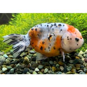 江戸錦の商品一覧 通販 Yahoo ショッピング