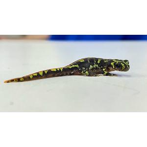 アクアペットサービス ヤフー店 イモリ サンショウウオ 生体 爬虫類 両生類 Yahoo ショッピング