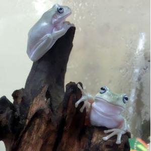 アクアペットサービス ヤフー店 カエル 生体 爬虫類 両生類 Yahoo ショッピング