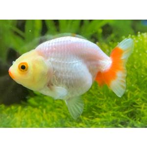 中国産　白らんちゅう　少緋入り　M　1匹