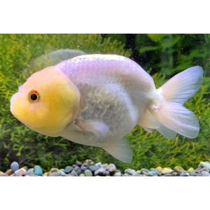 アクアペットサービス ヤフー店 らんちゅう 江戸錦 桜錦 金魚 Yahoo ショッピング