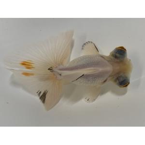 アクアペットサービス ヤフー店 黒蝶尾 パンダ蝶尾 金魚 Yahoo ショッピング