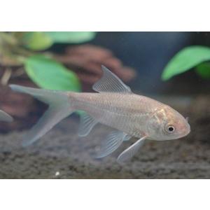 鉄魚(テツギョ) M (体長:5〜6cm)の商品画像