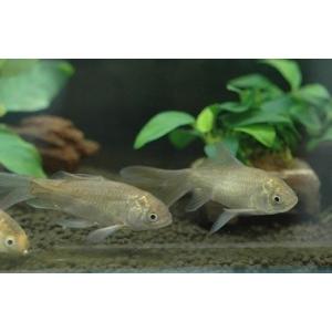 鉄魚(テツギョ) M (体長:5〜6cm)の詳細画像1