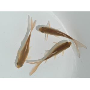 鉄魚(テツギョ) M (体長:5〜6cm)の詳細画像2