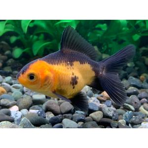 中国産　虎オランダ　SM　1匹 [生体]