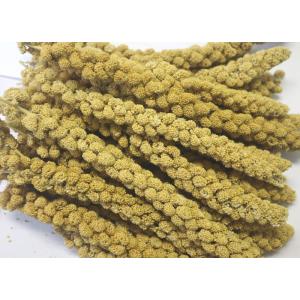 小鳥の餌 オリジナル 粟の穂 (白) 500g (30〜40本入り)　　インコ餌　インコおやつ