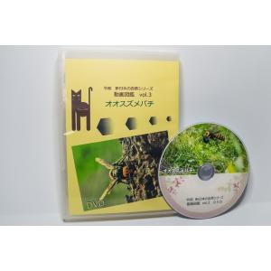 動画図鑑オオスズメバチ　DVD版