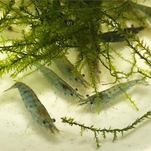 スジエビ30匹 エビ 飼育用・餌用 【水槽内でも殖える！】 : アクア