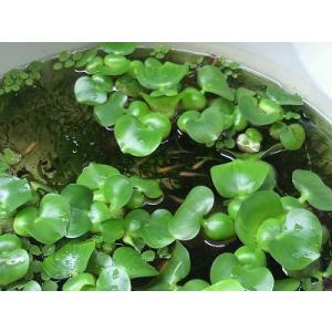 浮草 ホテイ草 10株 国産（ホテイアオイ） : エムワイショップアクア