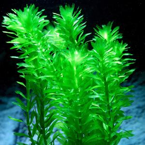 水草 オオカナダモ 金魚藻 【数量限定】 アナカリス【15本組】 送料