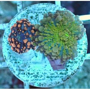 ソフトコーラルの商品一覧 通販 Yahoo ショッピング