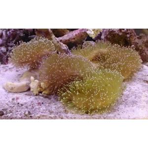 ソフトコーラルの商品一覧 通販 Yahoo ショッピング