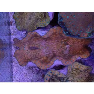 No.5 オオシャコガイ　MLサイズ　【16時までのご注文で当日発送！(定休日除く)】