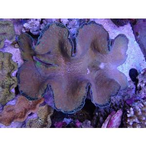 No.9 オオシャコガイ　XXLサイズ　【16時までのご注文で当日発送！(定休日除く)】