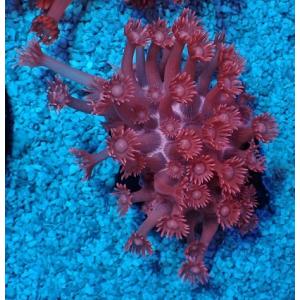 ハナガササンゴ（海水魚、サンゴ、水生生物）の商品一覧｜観賞魚生体 