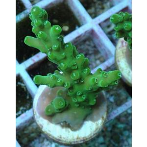 No.80 フィジー産 浅場ミドリイシ　【16時までのご注文で当日発送！(定休日除く)】　ハードコー...