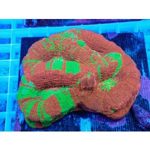 サンゴ　オオトゲ　No.3 オーストラリア産オオトゲキクメイシ　【16時までのご注文で当日発送！(定休日除く)】