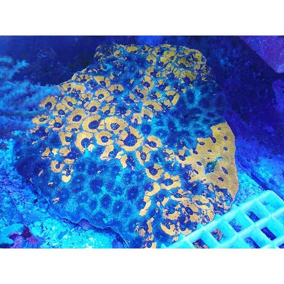 サンゴ　キクメイシ　No.22 ヒラタオオトゲキクメイシ　XXLサイズ　【16時までのご注文で当日発...