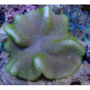 ソフトコーラルの商品一覧 通販 Yahoo ショッピング