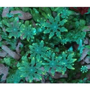 ソフトコーラルの商品一覧 通販 Yahoo ショッピング