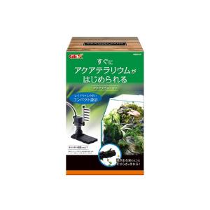 ブセファンドラ　クアラクアヤン1 30株以上 ブセファランドラ クアラクアヤンType1 (バラ) 1株 : アクアテイラーズ