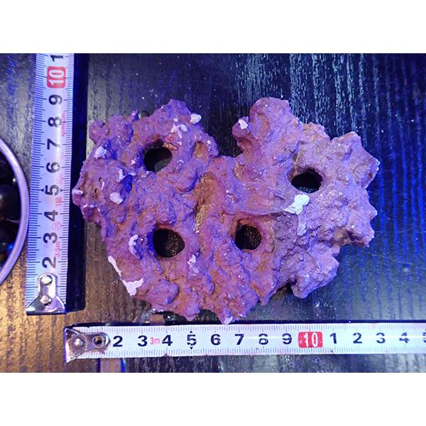 Frag専用プレート JS Frag Rock No.06