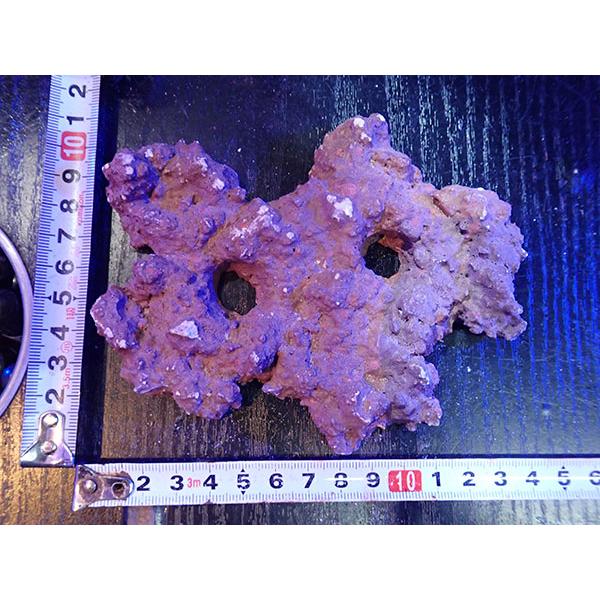 Frag専用プレート JS Frag Rock No.11