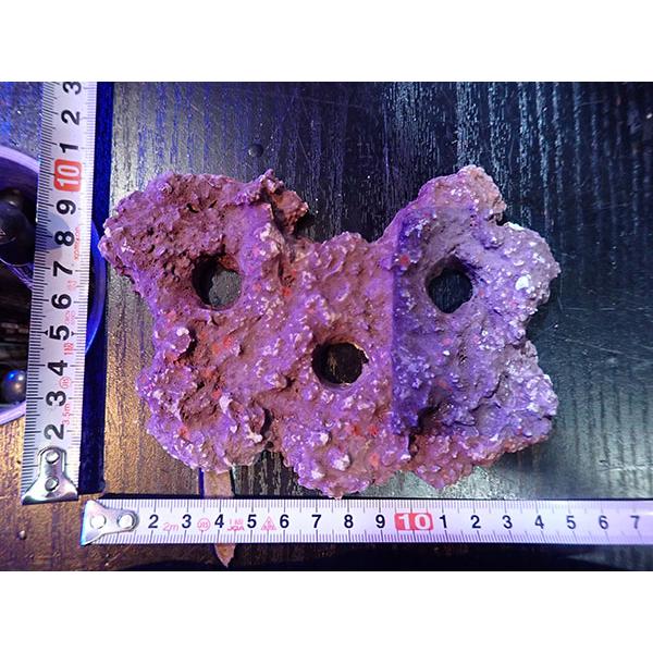 Frag専用プレート JS Frag Rock No.17