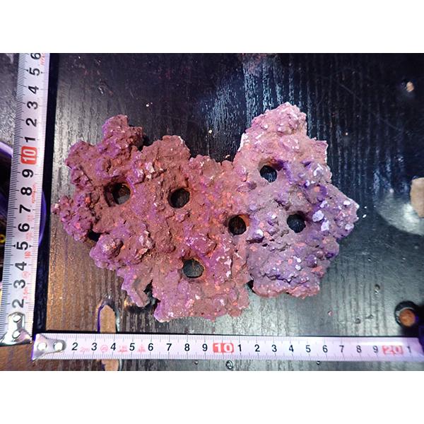 Frag専用プレート JS Frag Rock No.23