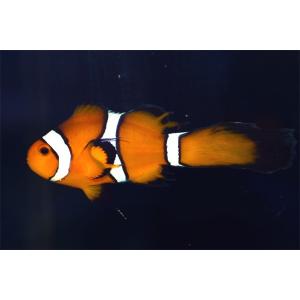 T ポイント5倍 Cb ダヴィンチロングフィンクラウンno 04 個体販売 観賞魚生体