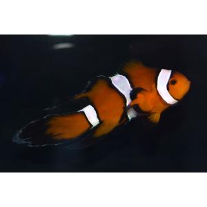 T ポイント5倍 Cb ダヴィンチロングフィンクラウンno 04 個体販売 観賞魚生体