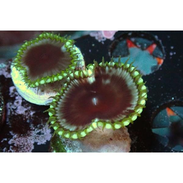 US Zoa Sunzoathid Green