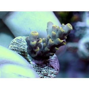 ATフラグ GB Ind Acropora Selago-Special Acro-｜aquatailors