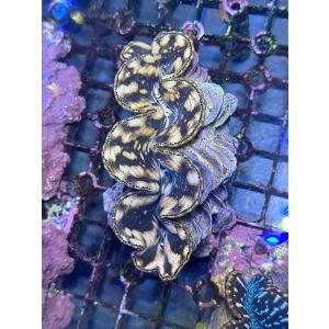 Prayclam Tridacna Maxima No.11｜aquatailors