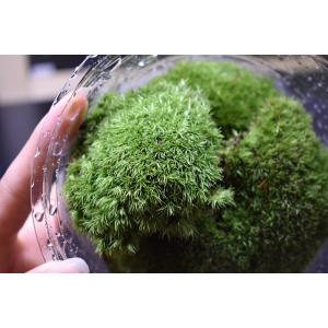 アラハシラガゴケ（粗葉白髪苔）